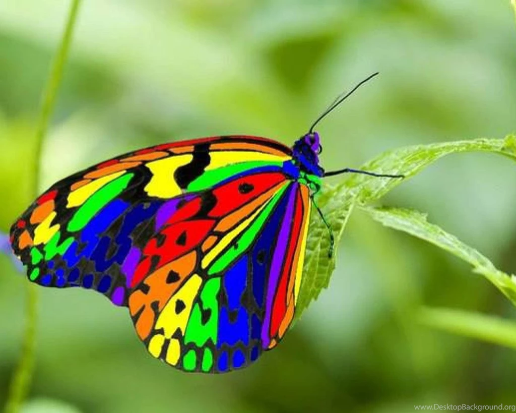 Rainbow Butterfly (