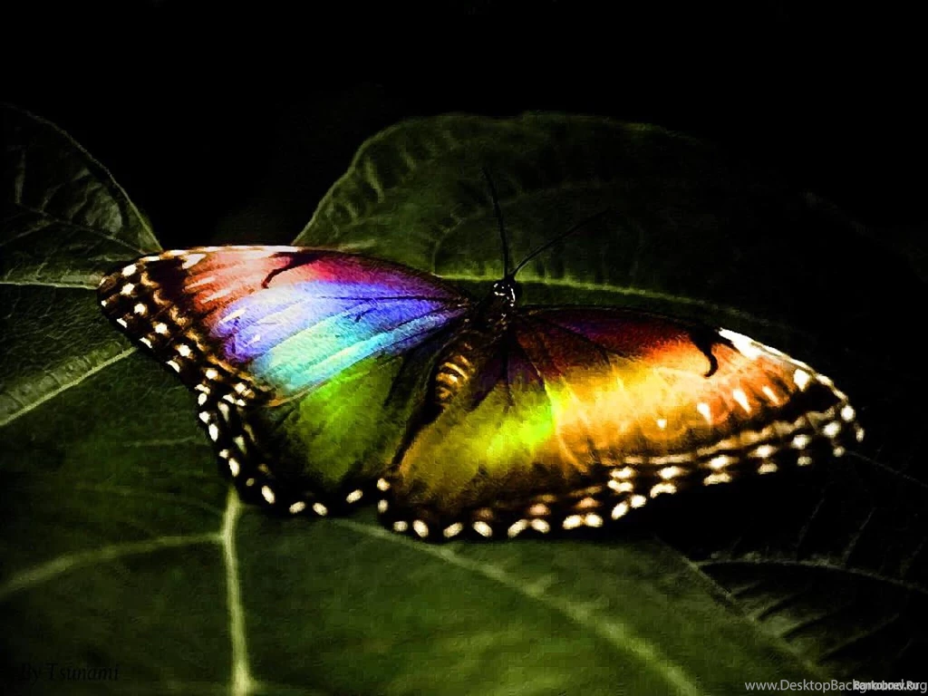 Amazing Rainbow Butterfly Computer Screen Saver. PC Desktop ...