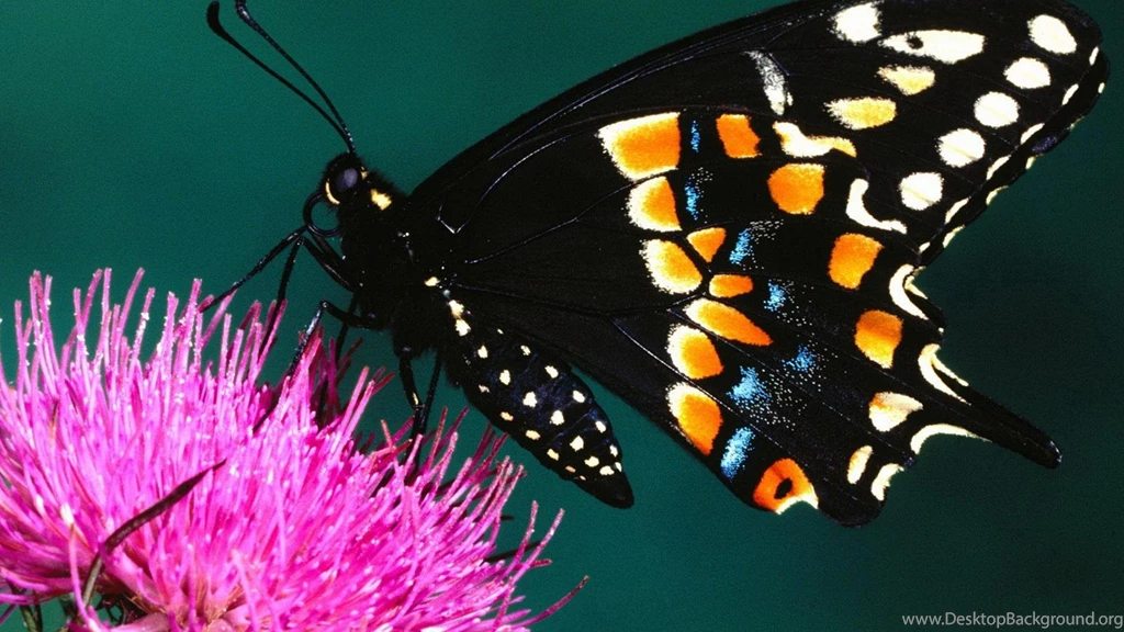 Rainbow Butterfly >> HD Wallpaper, Get It Now!