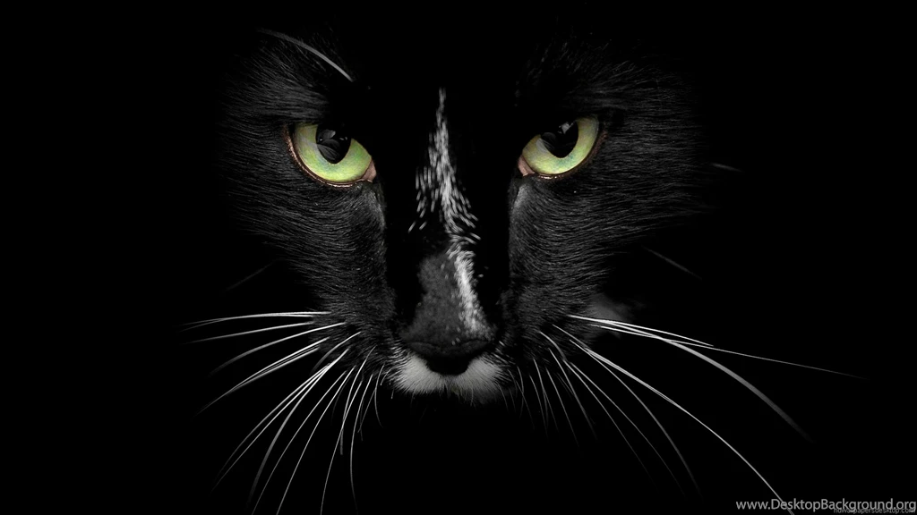 Animals HD Wallpapers, Full HD 1080P Wallpapers, 1920X1080 ...