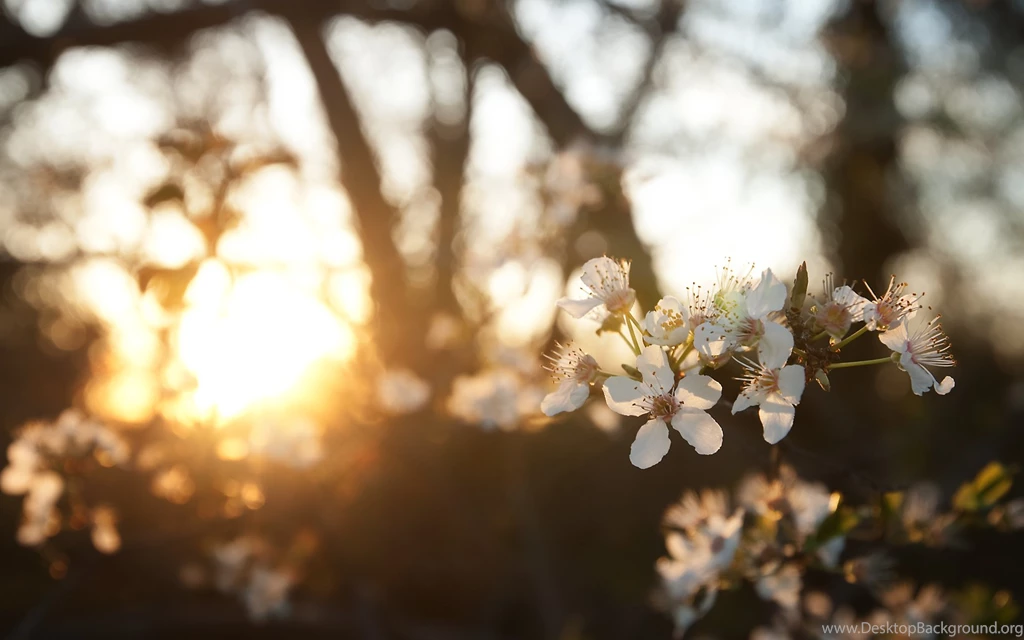 Theme Bin» Blog Archive » Golden Sun HD Wallpapers