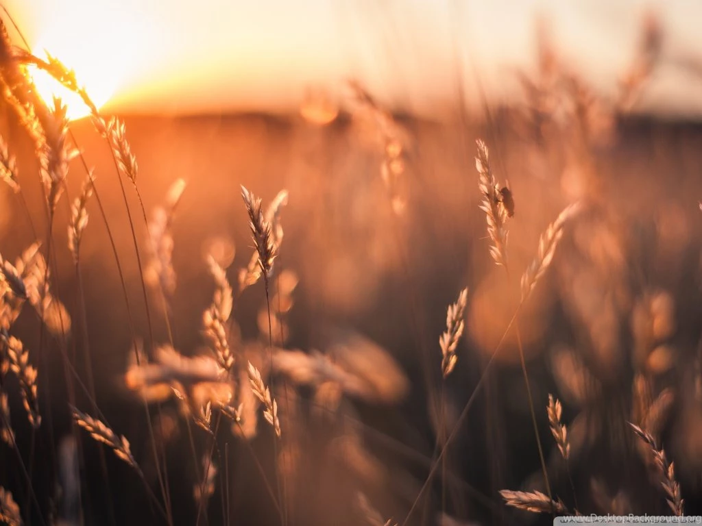 Golden Sun Rays Field HD Desktop Wallpapers : Widescreen : High ...