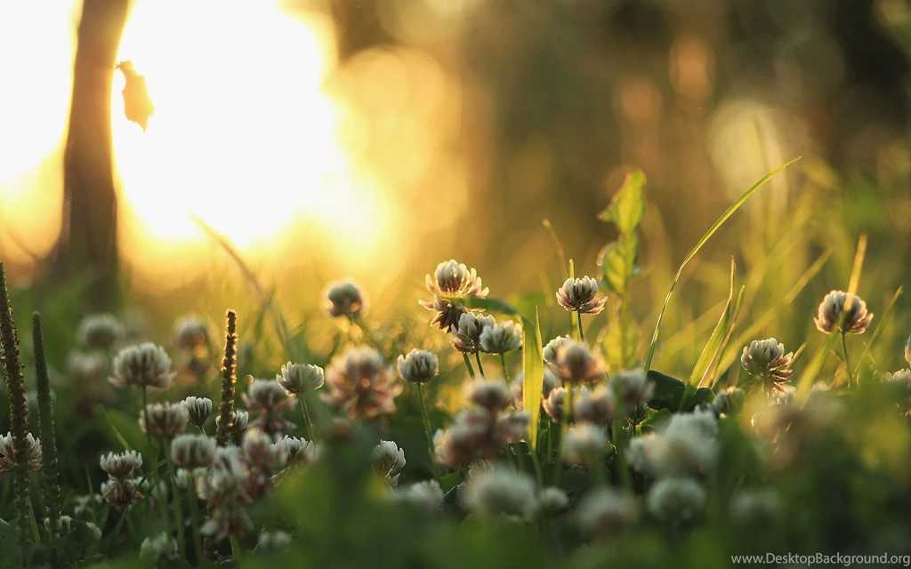 Nature Archives   Page 5 Of 15   HD Wallpapers Source