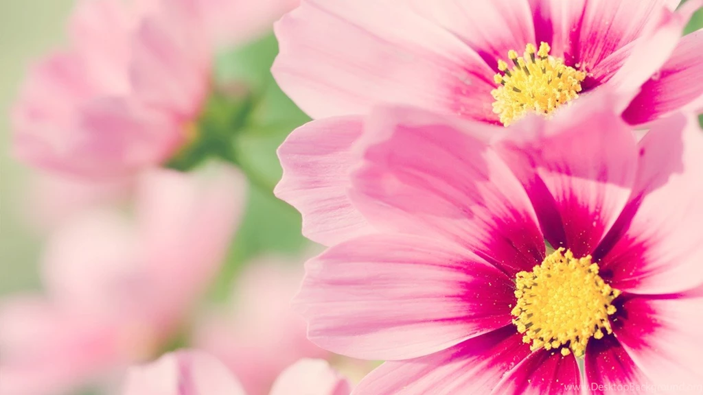 Pink Daisy 1366x768 Wallpapers, 1366x768 Wallpapers & Pictures ...