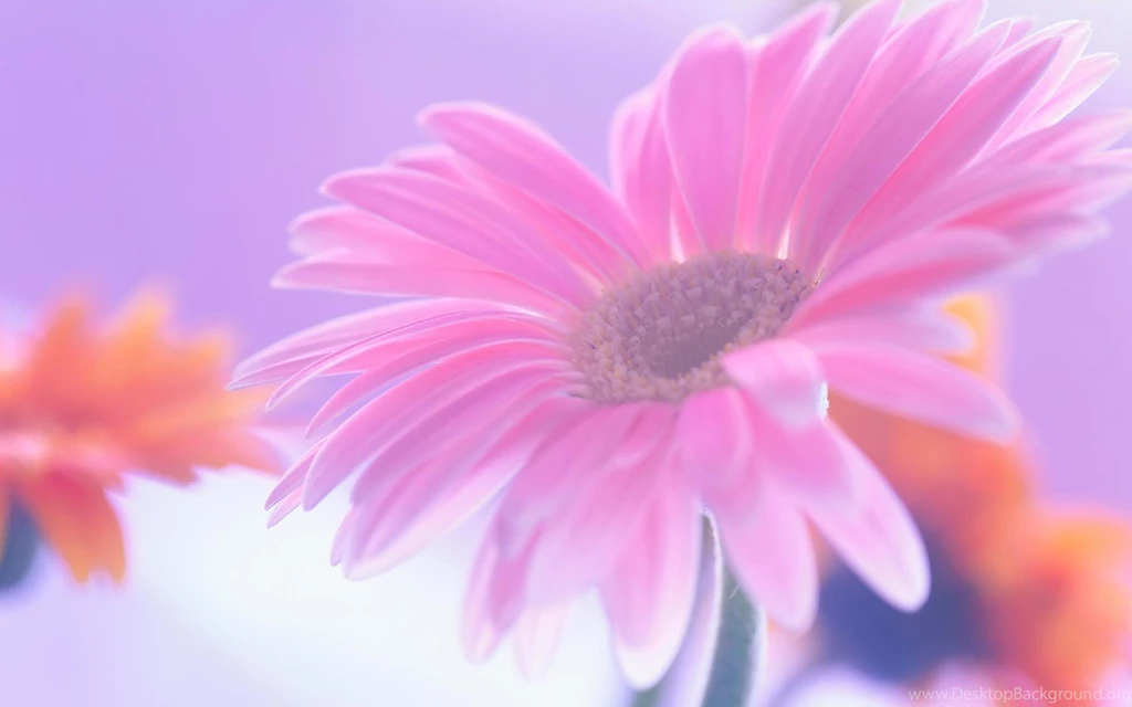 Pink Daisy Wallpapers HD Wallpapers Lovely