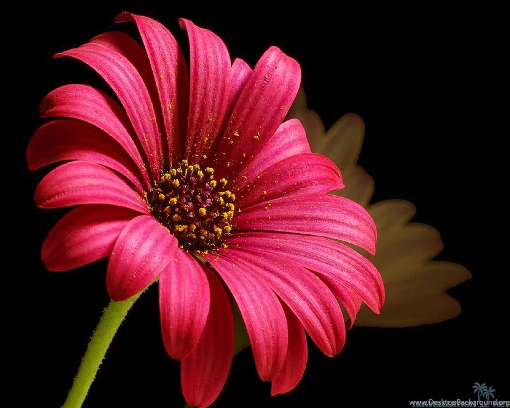 Wonderful Daisy Wallpapers