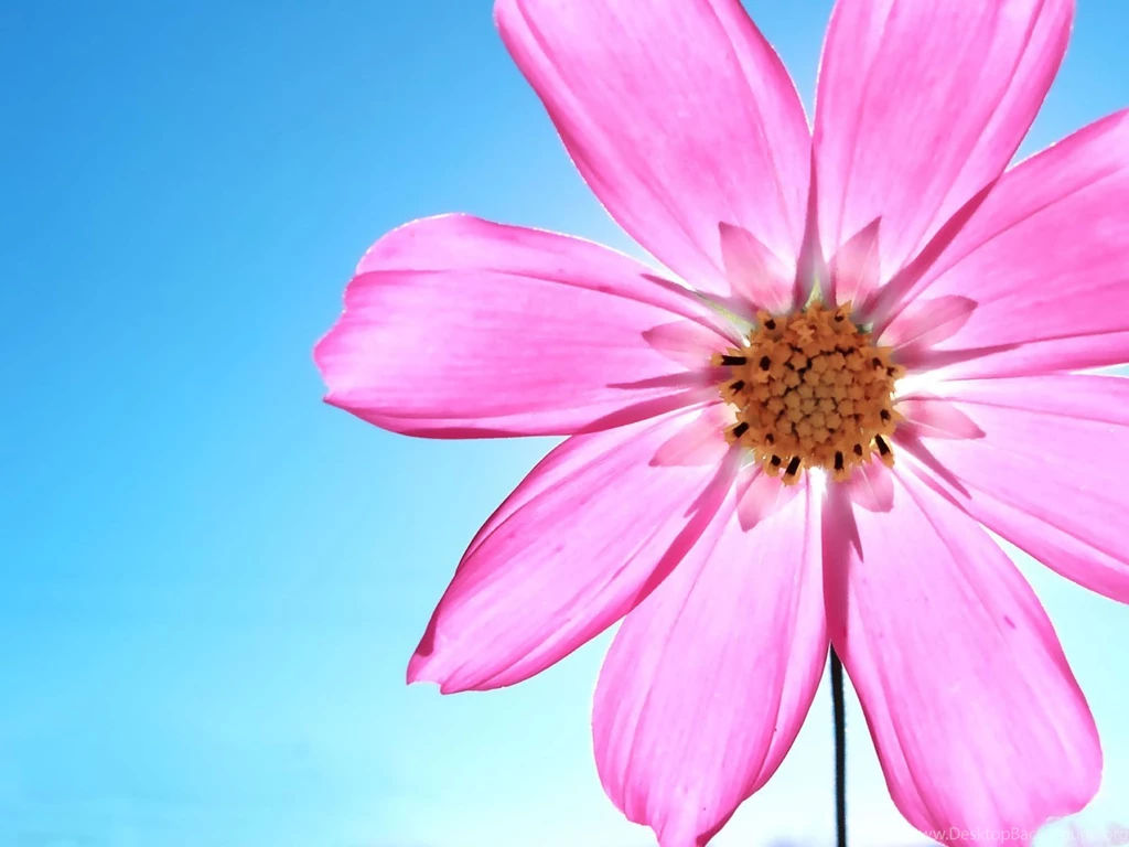 Daisy Wallpapers
