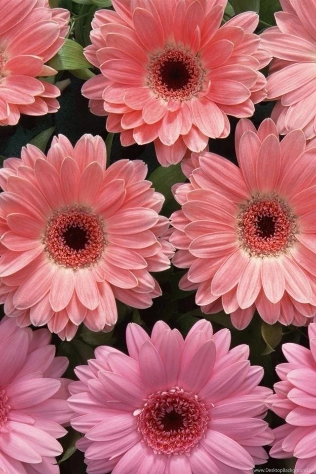 Pink Daisies