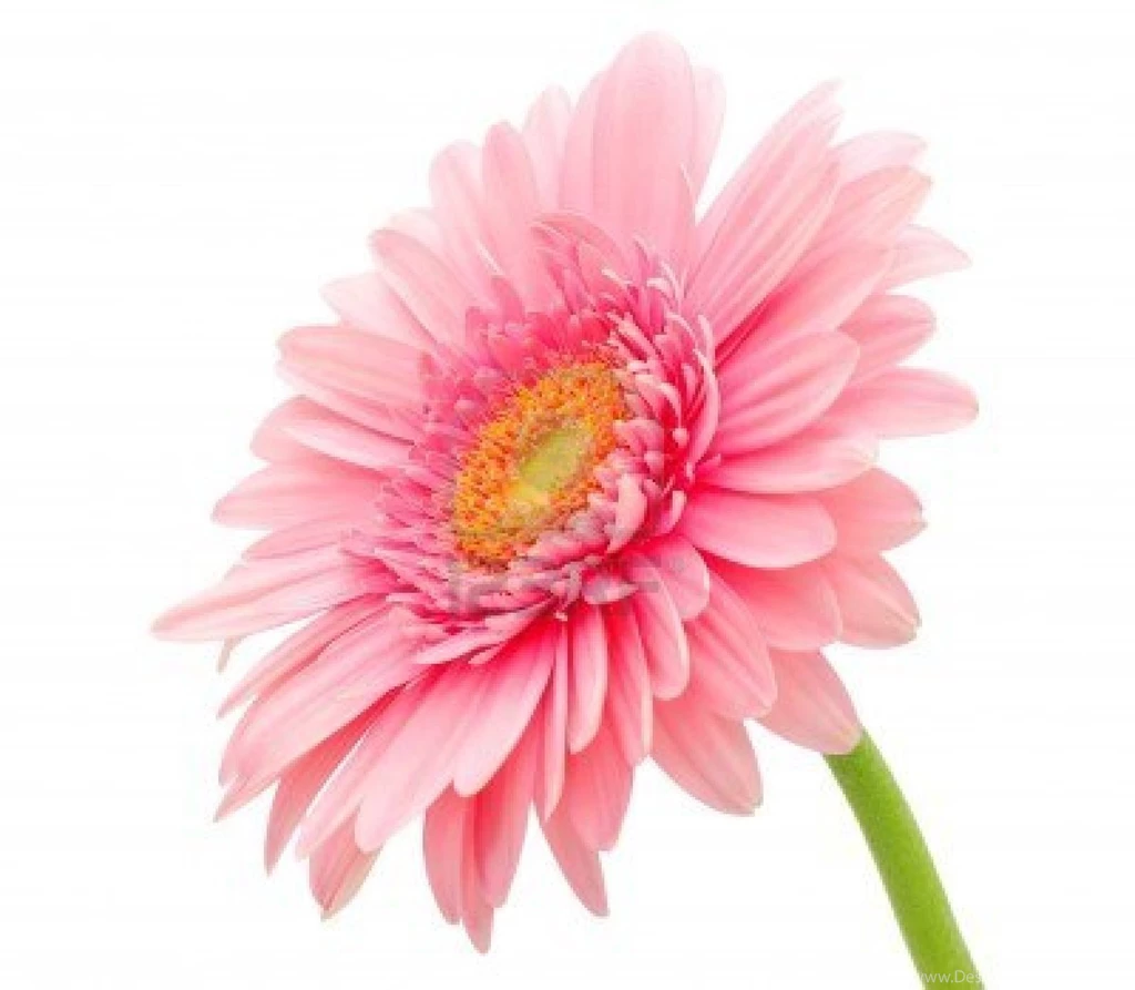Beautiful Wallpapers: Gerbera And Daisy Flower Wallpapers