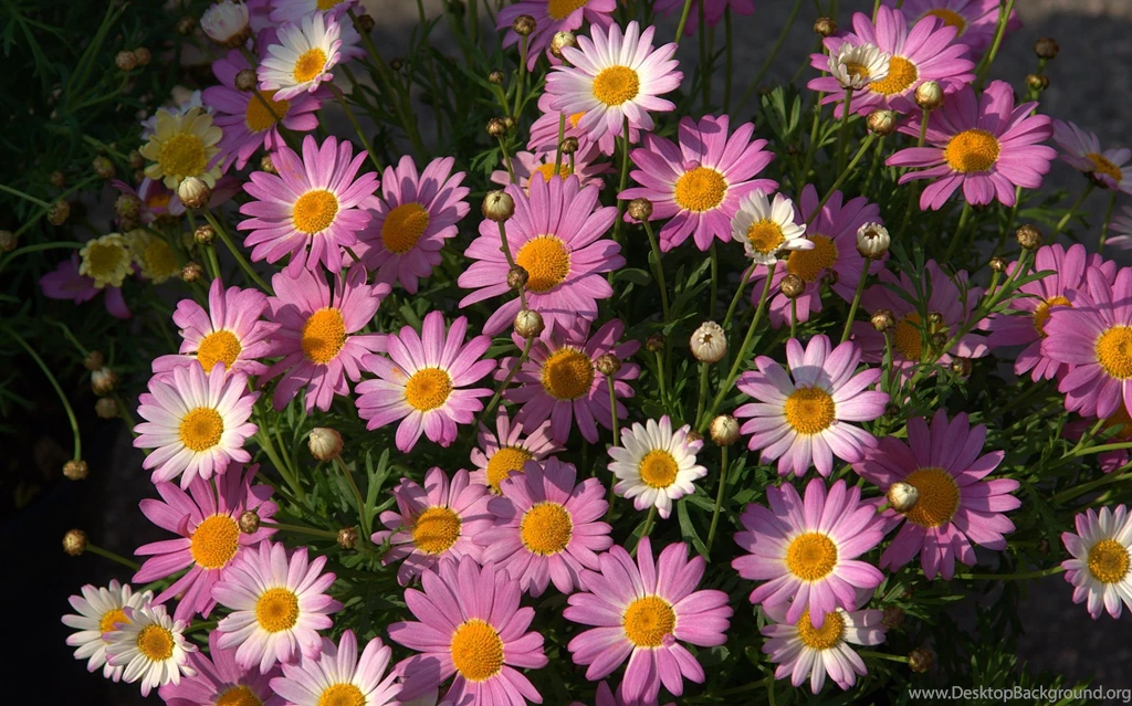 Flowers Wallpapers, Flower Photos, Exotic Flowers For Your Desktop ...