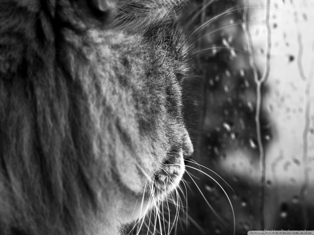 Rainy Day BW HD Desktop Wallpapers : Widescreen : High Definition ...