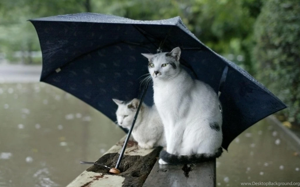 Rainy Day Wallpapers