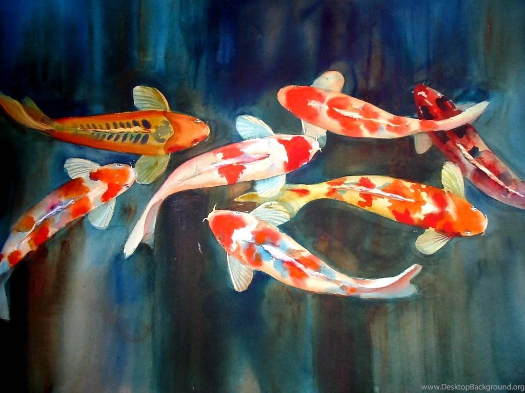 Koi Wallpapers   Animals Town