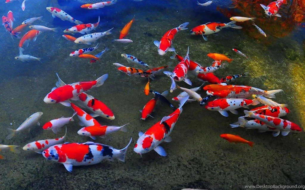 Koi Fish Live Wallpapers   Android Apps And Tests   AndroidPIT
