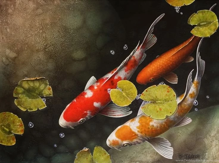 Koi Wallpapers For Walls
