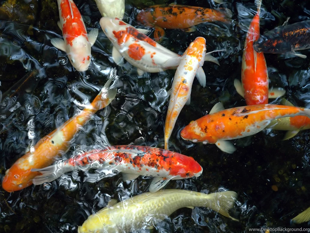 Koi Fish Pond   Wallpaper.
