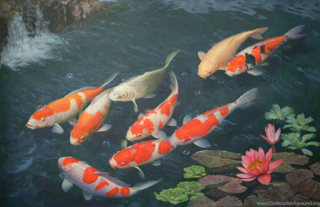 Koi Fishes On The Surface Photo And Wallpaper. Cute Koi Fishes On ...