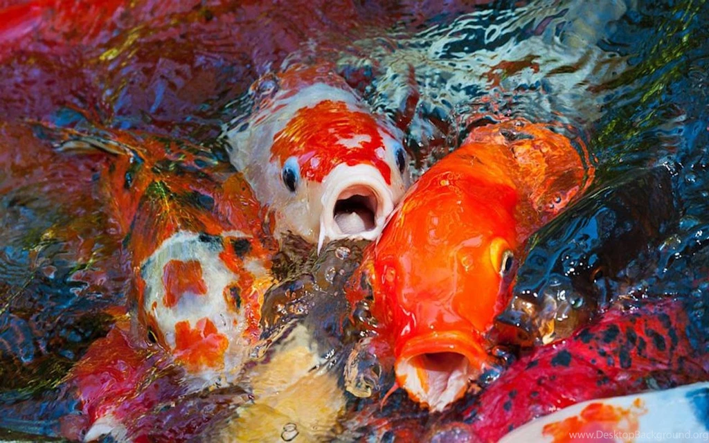 Koi Fish Live Wallpapers Android Apps And Tests AndroidPIT