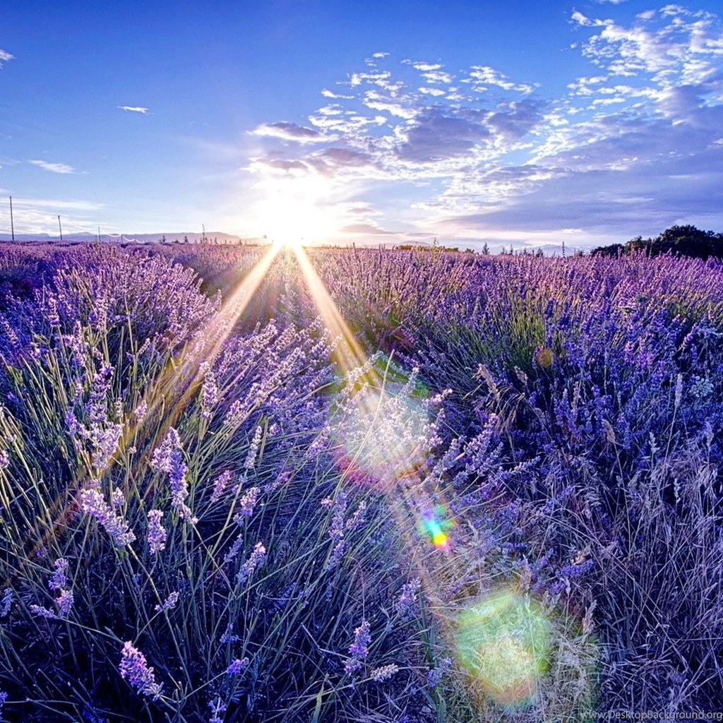 Lavander field in the morning sun HD wallpaper_2524x2524.jpg
