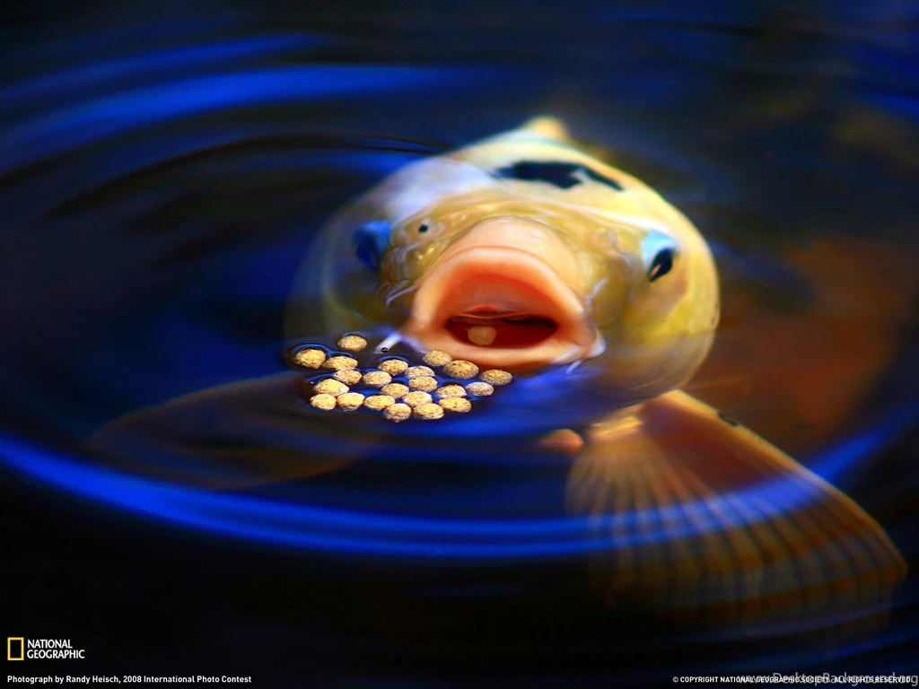 Koi Feeding Picture, Fish Wallpapers   National Geographic Photo Of ...
