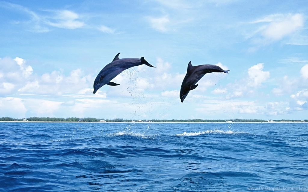 Download Wallpapers 1680x1050 Dolphins, Sea, Waves, Jump, Couple ...