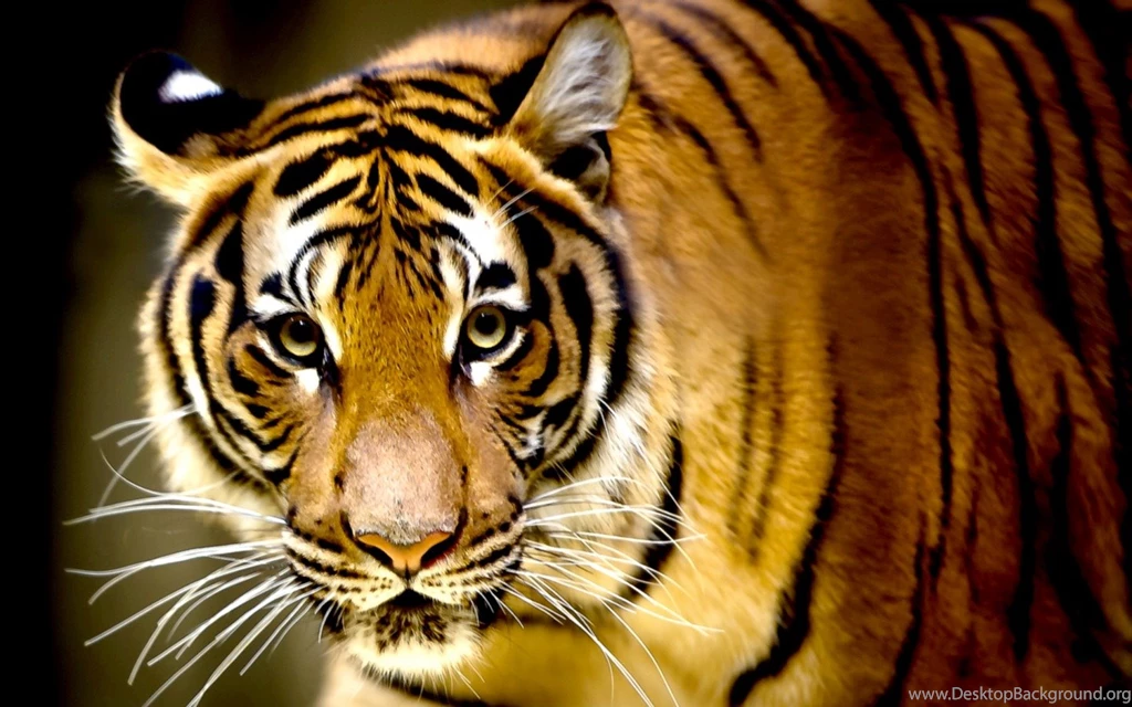 Tiger Animals Wallpapers (33724110) Fanpop