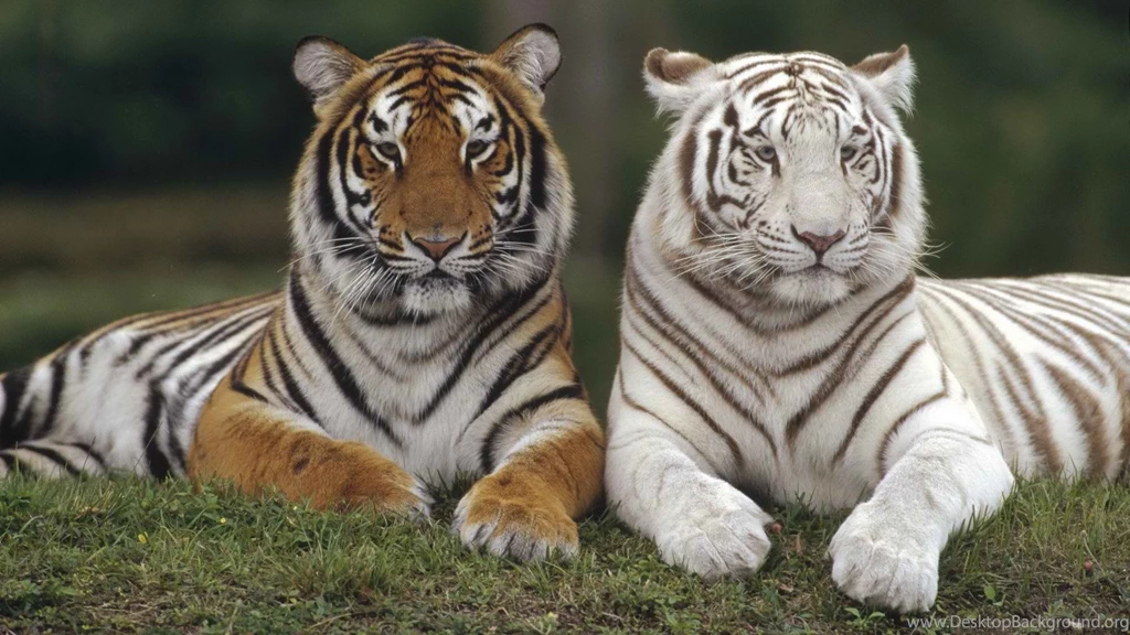 Tiger Animals   Desktop Backgrounds