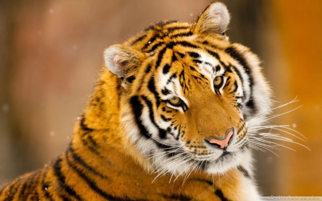 Cute Tiger Pictures Wallpapers HD Wide