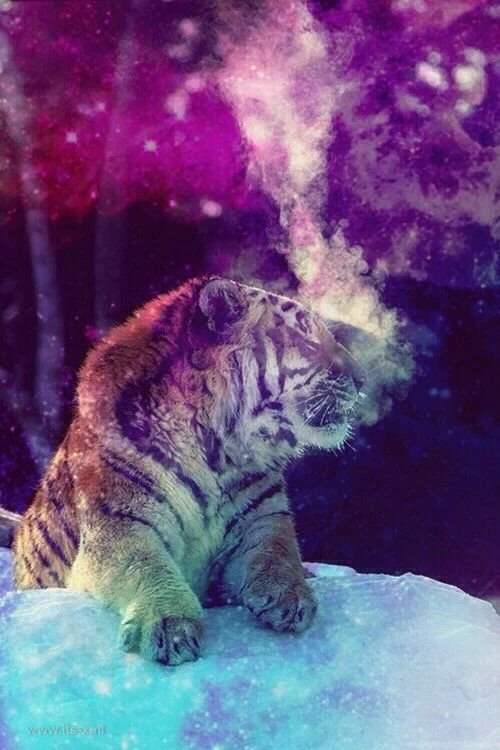 Galaxy Tigers On Pinterest
