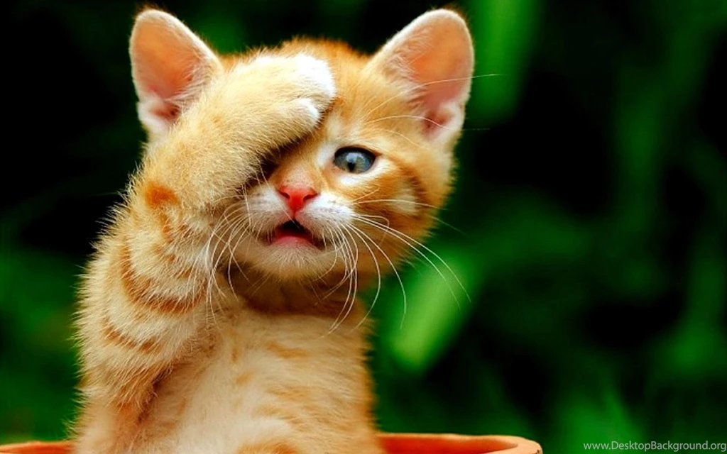 Cute Kitty Wallpapers