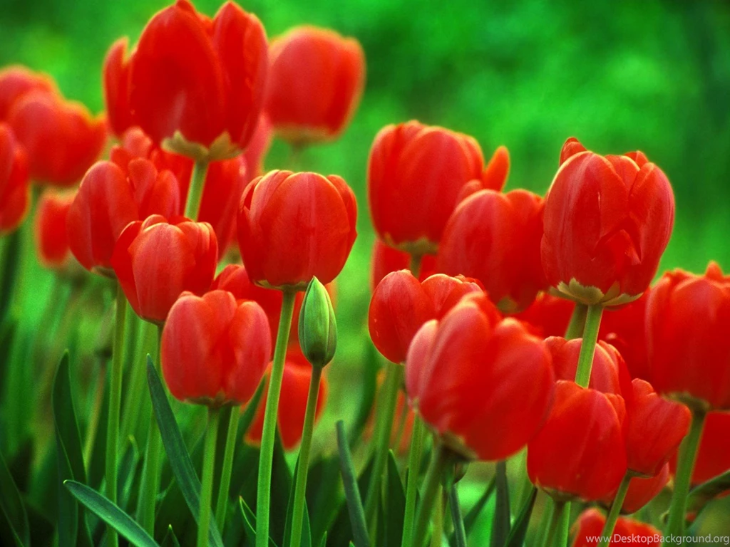 Red Tulip Flowers Images And Wallpapers Download