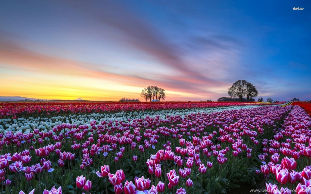 Tulip Field Wallpapers Flower Wallpapers