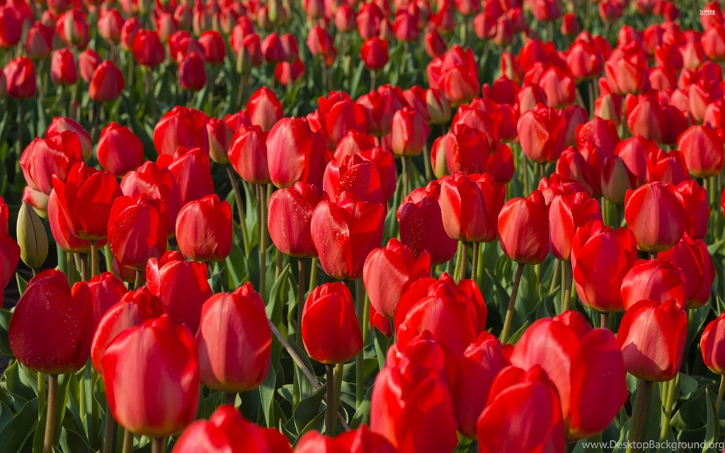 Red tulips 47971 2880x1800.jpg