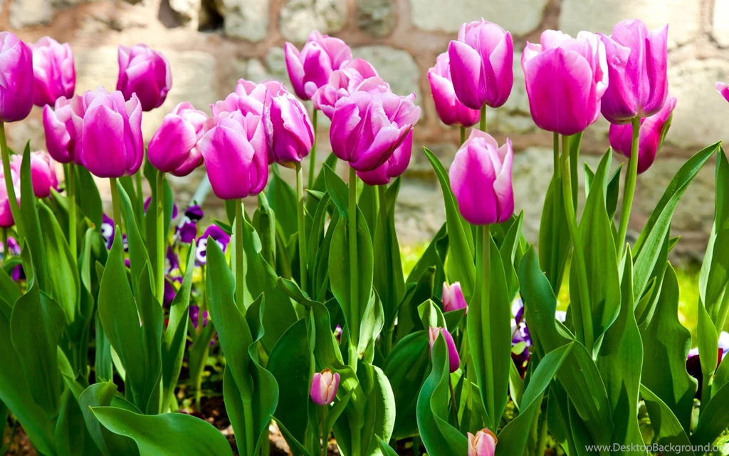 Jestingstock.com Purple Tulips Wallpapers