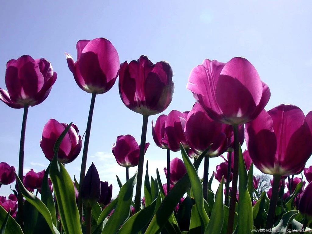 Purple Tulip Flowers Images And Wallpapers Download