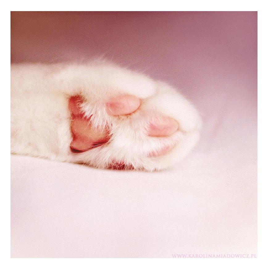 Little Hand By Blooding On DeviantArt