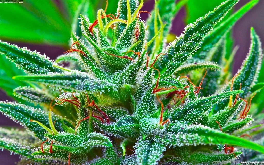 Marijuana Backgrounds Wallpapers Cave