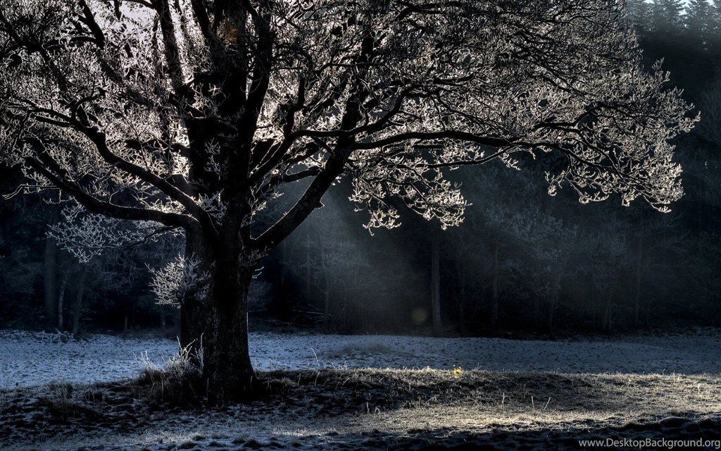 Forests: Big Freeze Tree Phone Wallpapers For High Resolution HD ...