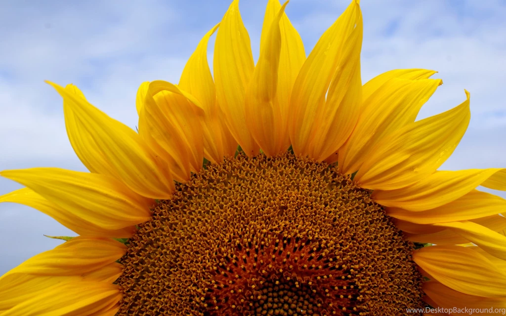30826 Sunflower Puter Image Flowers Desktop 1920x1200px 1533834