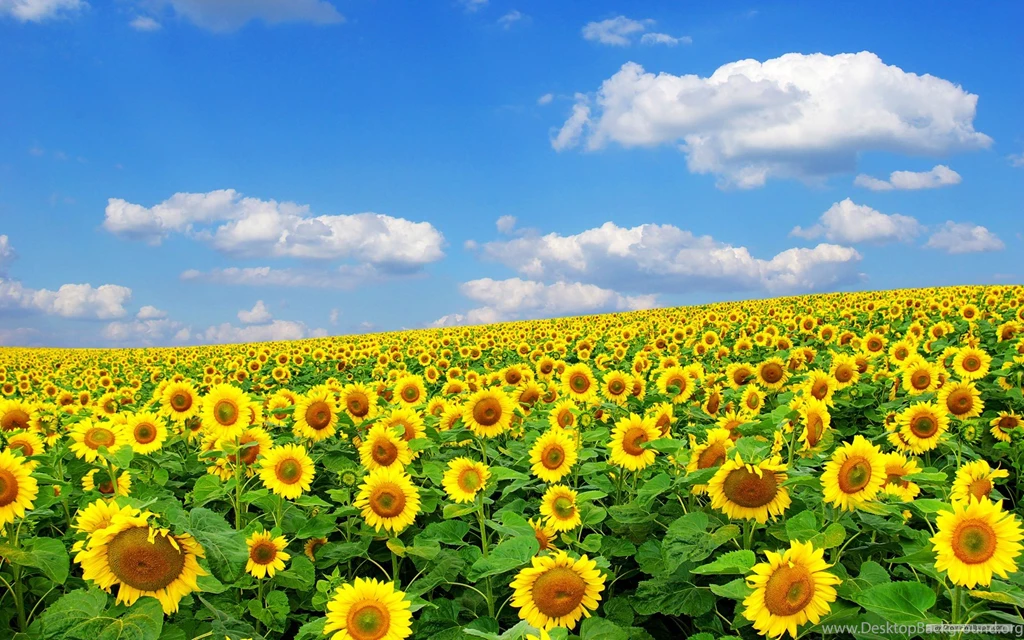 Free Wallpapers   Free Flower Wallpapers   Sunflower Flowers 4 ...