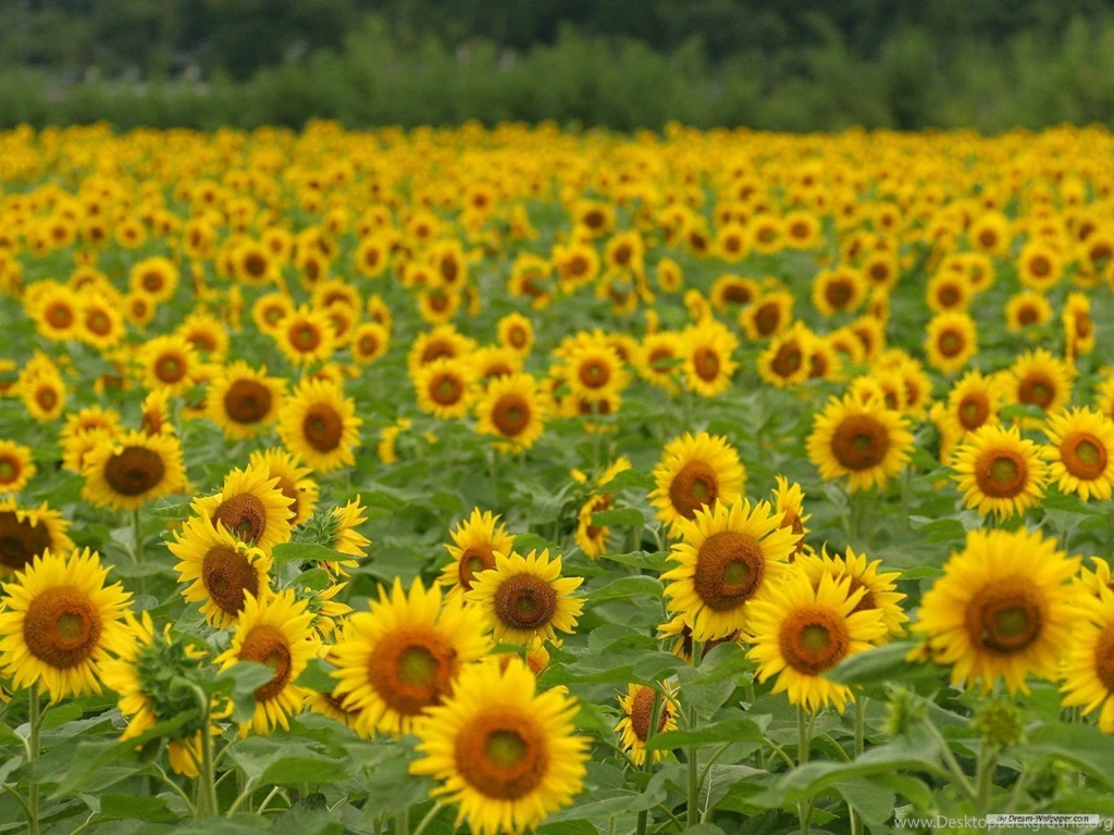 Free Wallpapers   Free Flower Wallpapers   Sunflower Flowers 2 ...