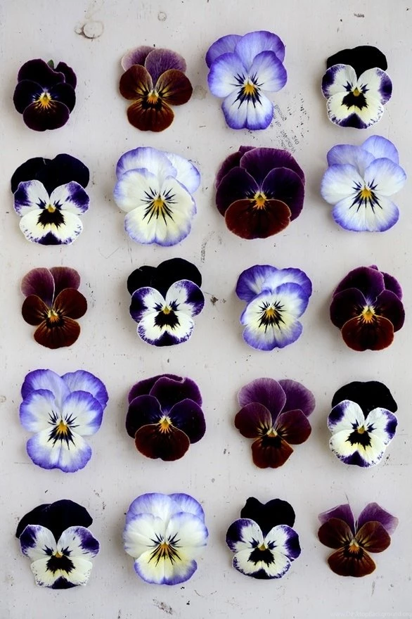 15 Beautiful iPhone Wallpapers Ideas From Pinterest