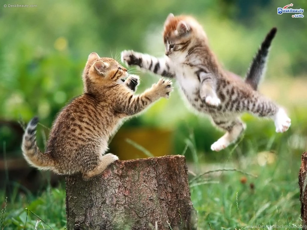 Cute Animal Wallpapers