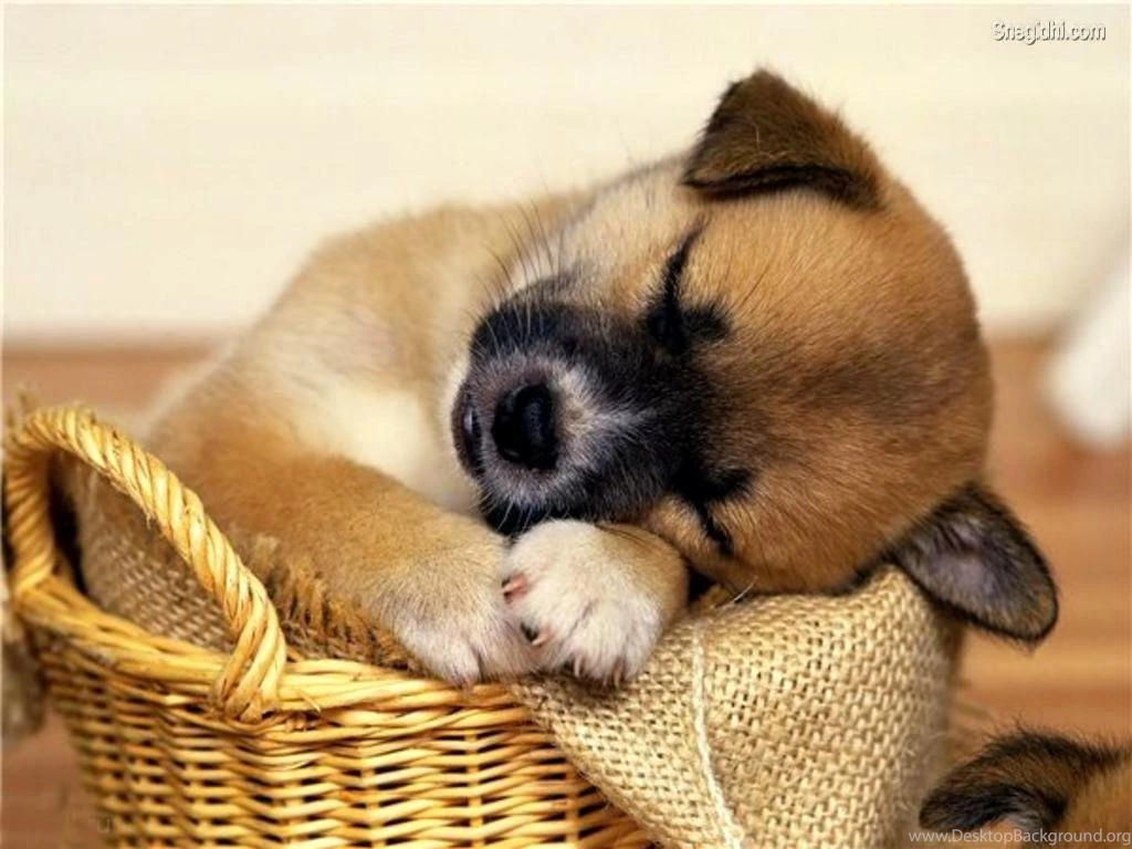 Cute Animals Pictures HD Wallpapers Lovely