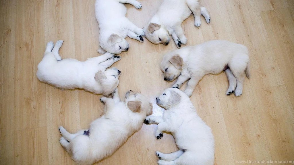 Desktop Backgrounds Cute Animals