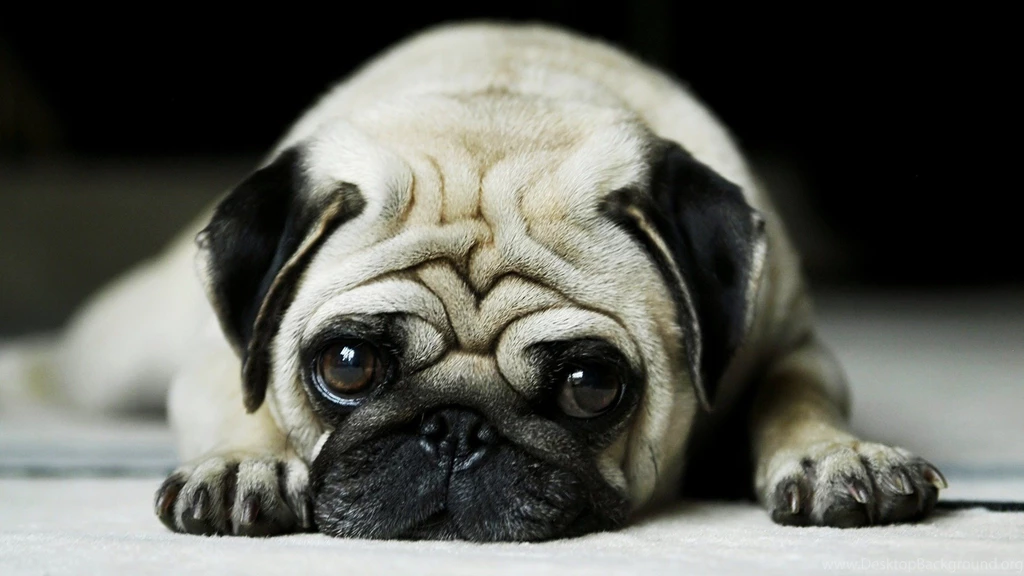 Jarman safed dog