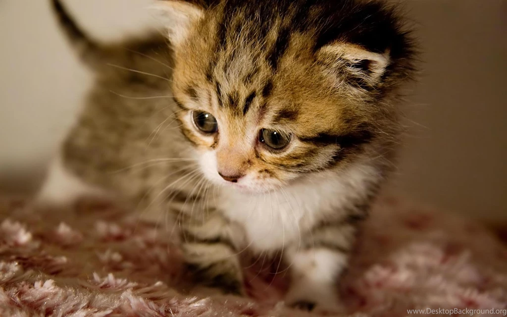 Cute animals backgrounds download.jpg