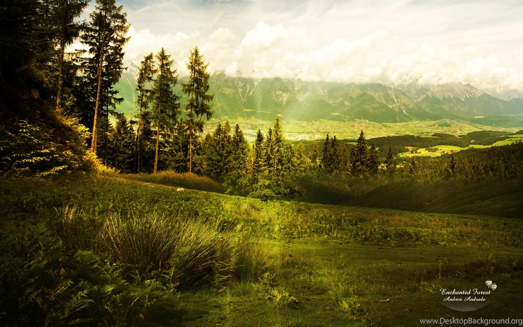 Green Forest Best Wallpapers