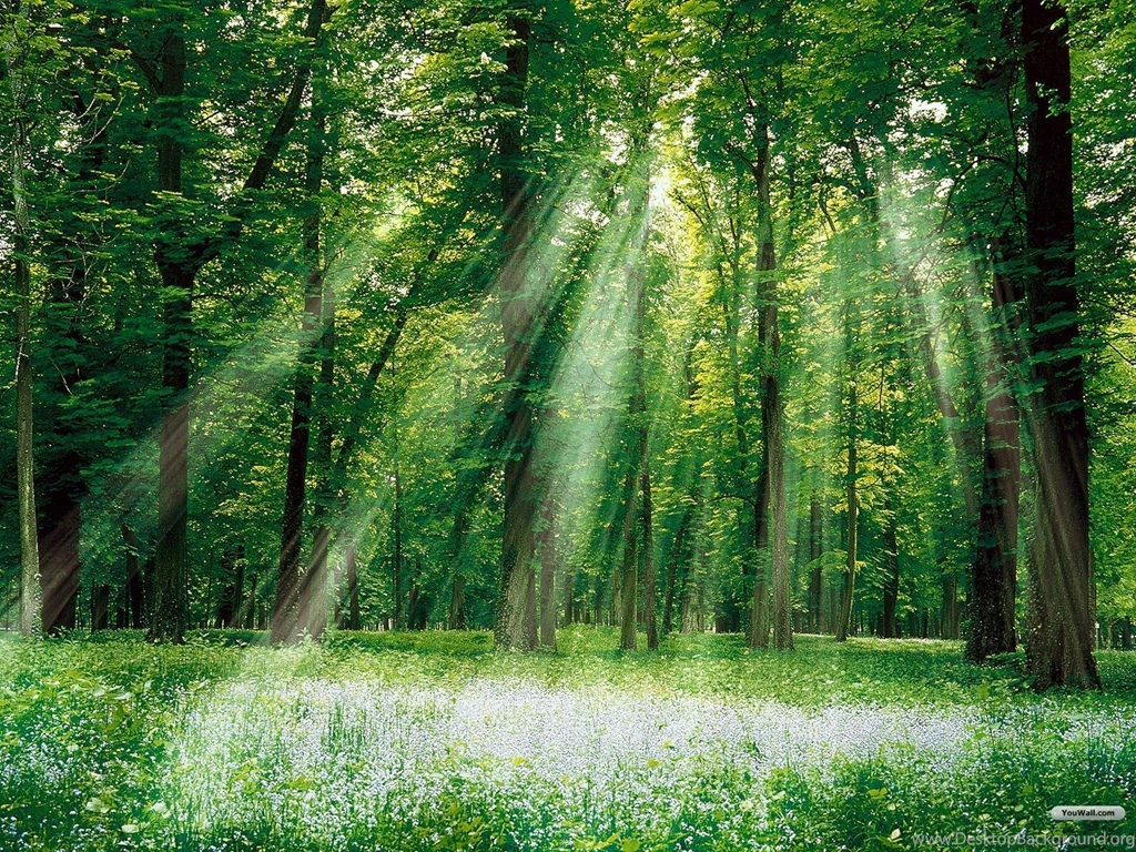 Green Forest Wallpapers Fullscreen
