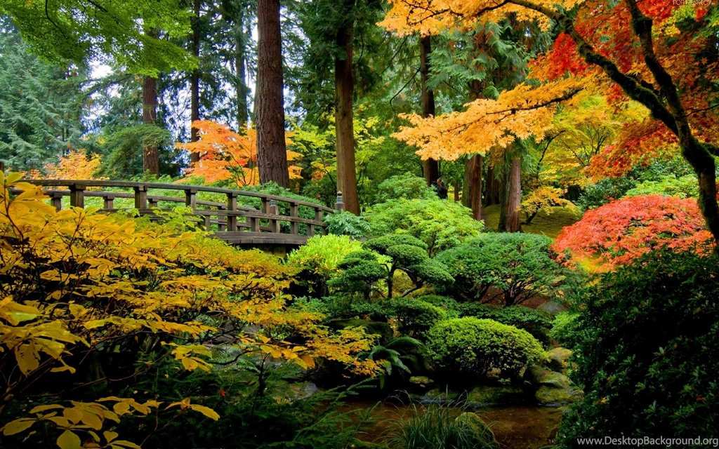 Autumn Forest Wallpapers